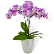 Oriental Beauty Phalaenopsis Arrangement 3 in 1