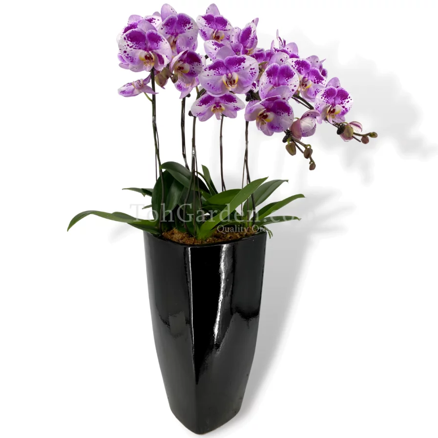 Oriental Beauty Phalaenopsis Arrangement 5 in 1