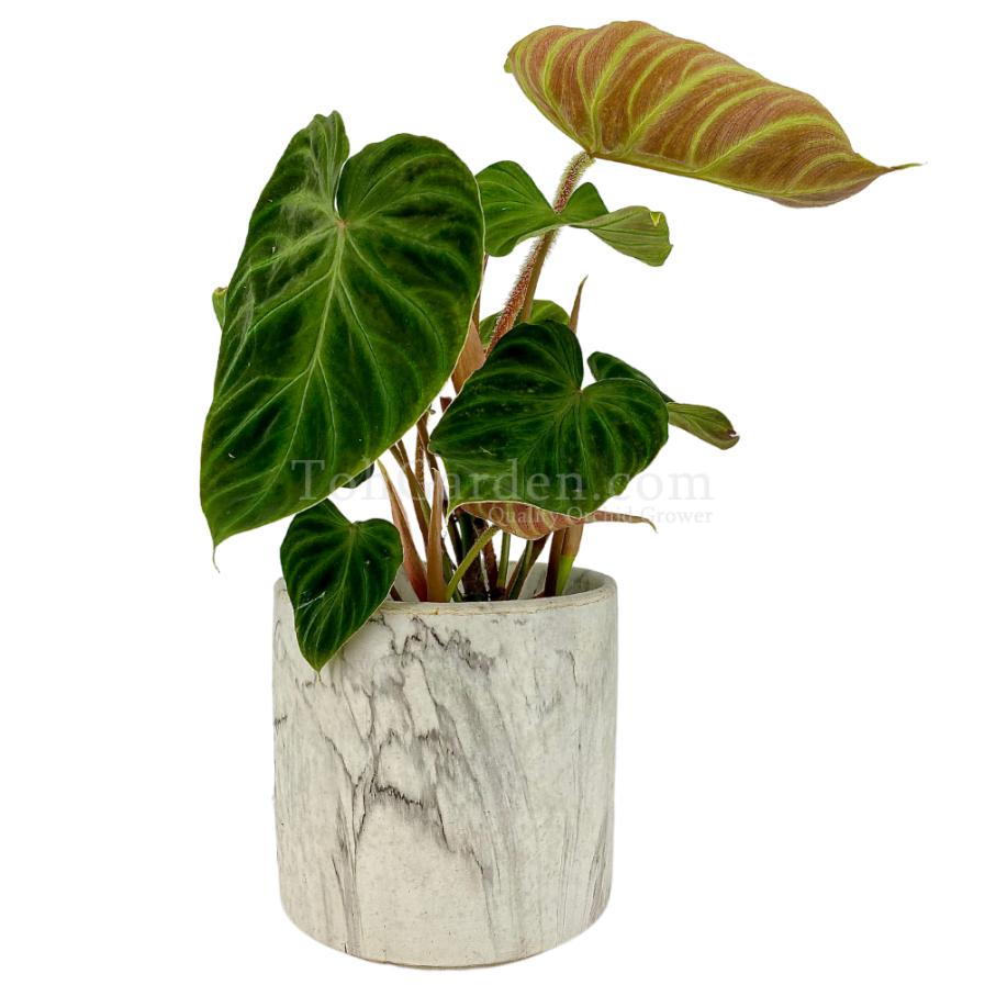 Philodendron Verrucosum Incensi in Marble Pot