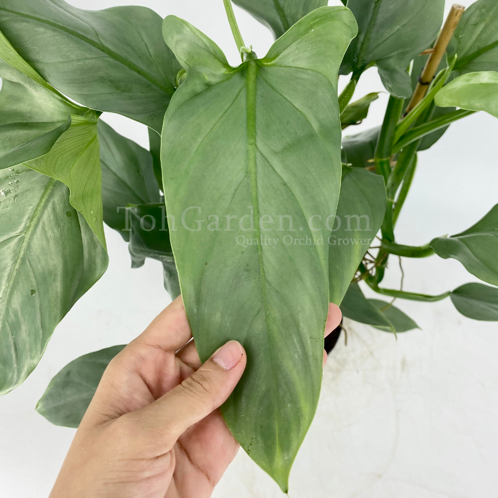 Philodendron silver queen houseplant