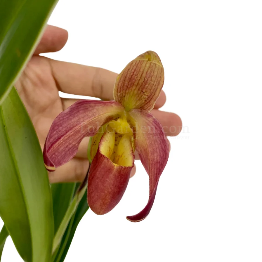 Phragmipedium longifolium x besseae