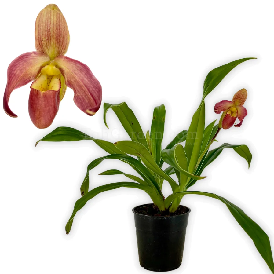 Phragmipedium longifolium x besseae