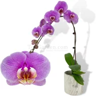 Purple Speckled Phalaenopsis