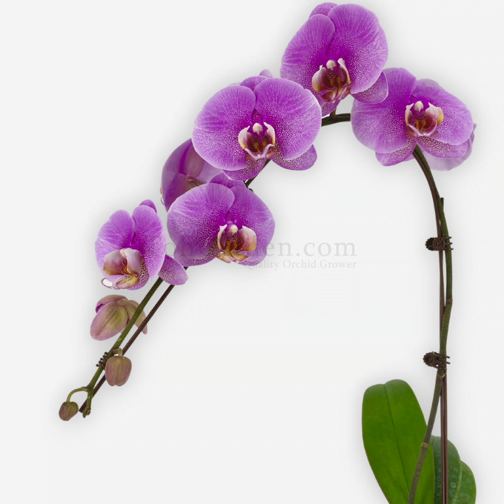 Purple Speckled Phalaenopsis - Toh Garden : Singapore Orchid Plant ...