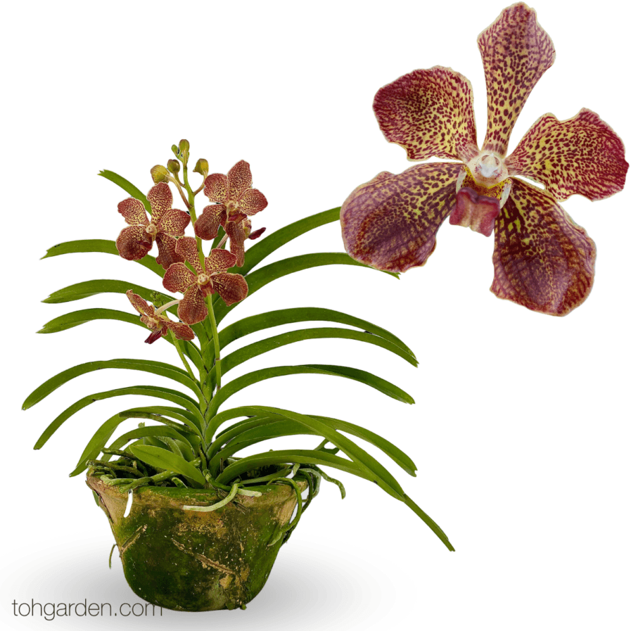 Papilionanda Mimi Palmer hybrids (Red Brown) Seasonal