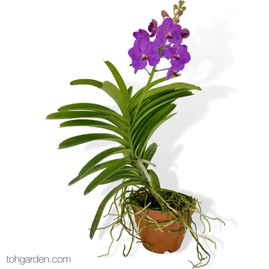 Vanda Pakchong Blue