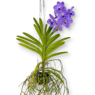 Hanging Vanda Chulee Classic