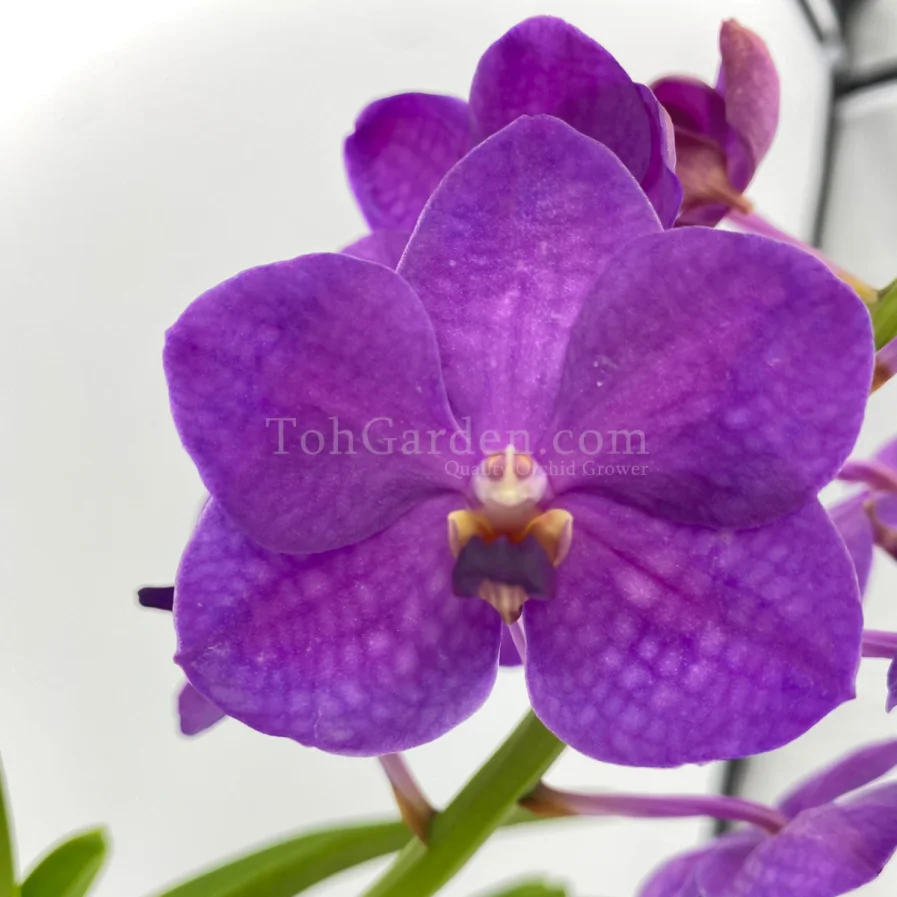 Vanda Pakchong Blue