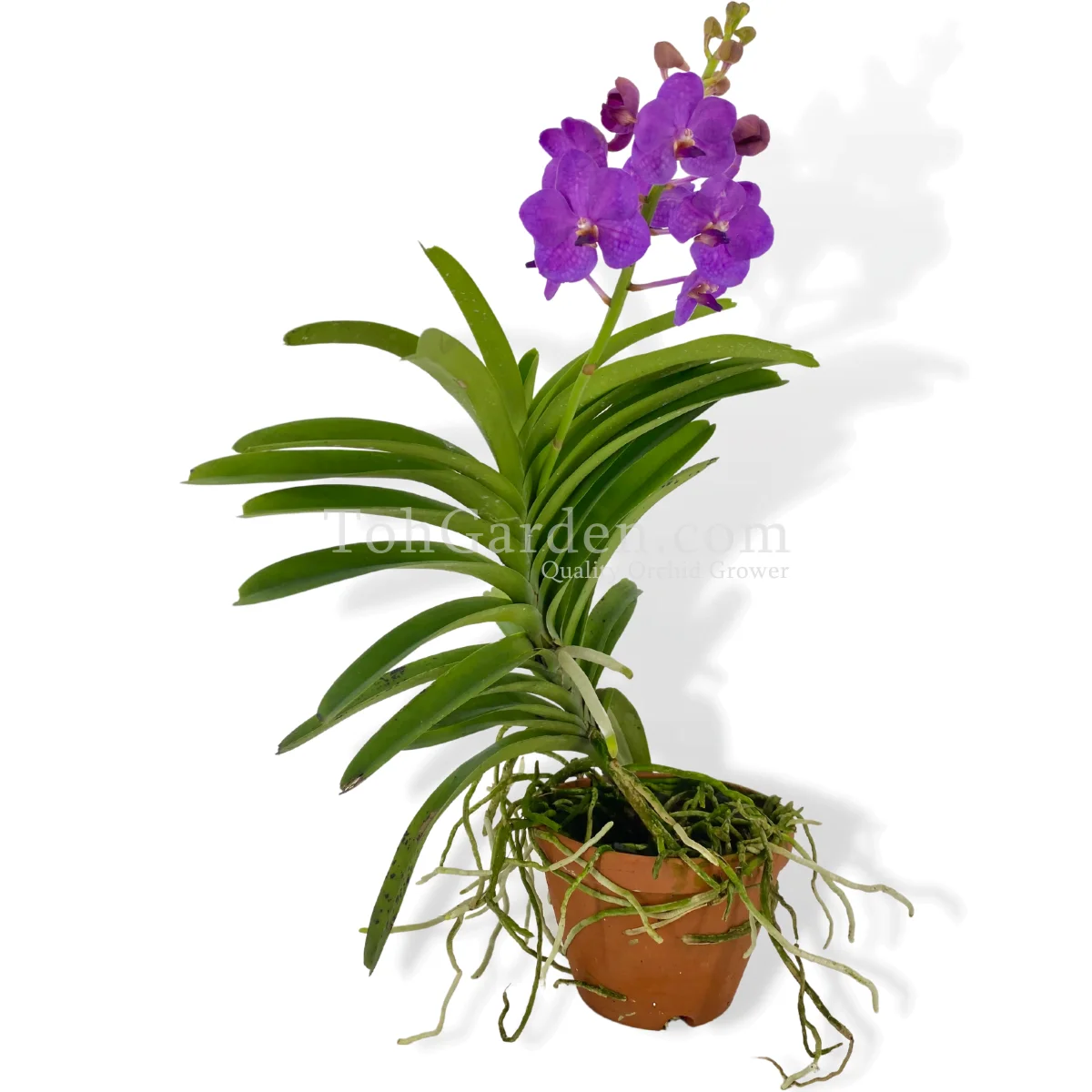 Vanda Pakchong Blue - Toh Garden : Singapore Orchid Plant & Flower