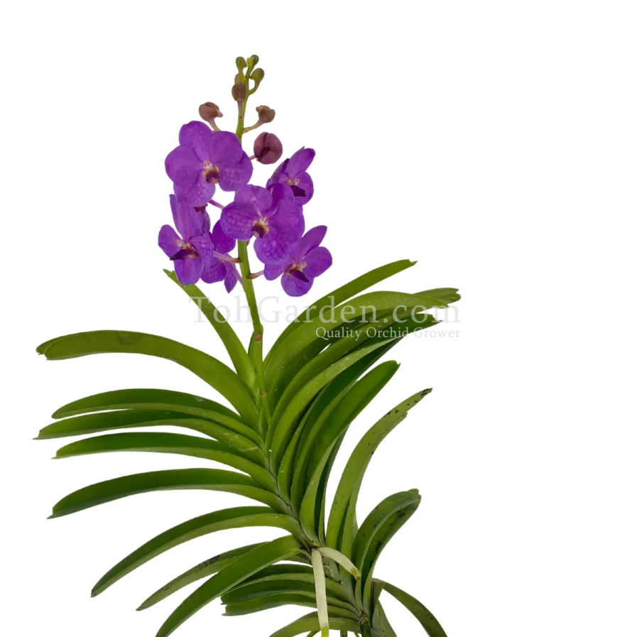 Vanda Pakchong Blue