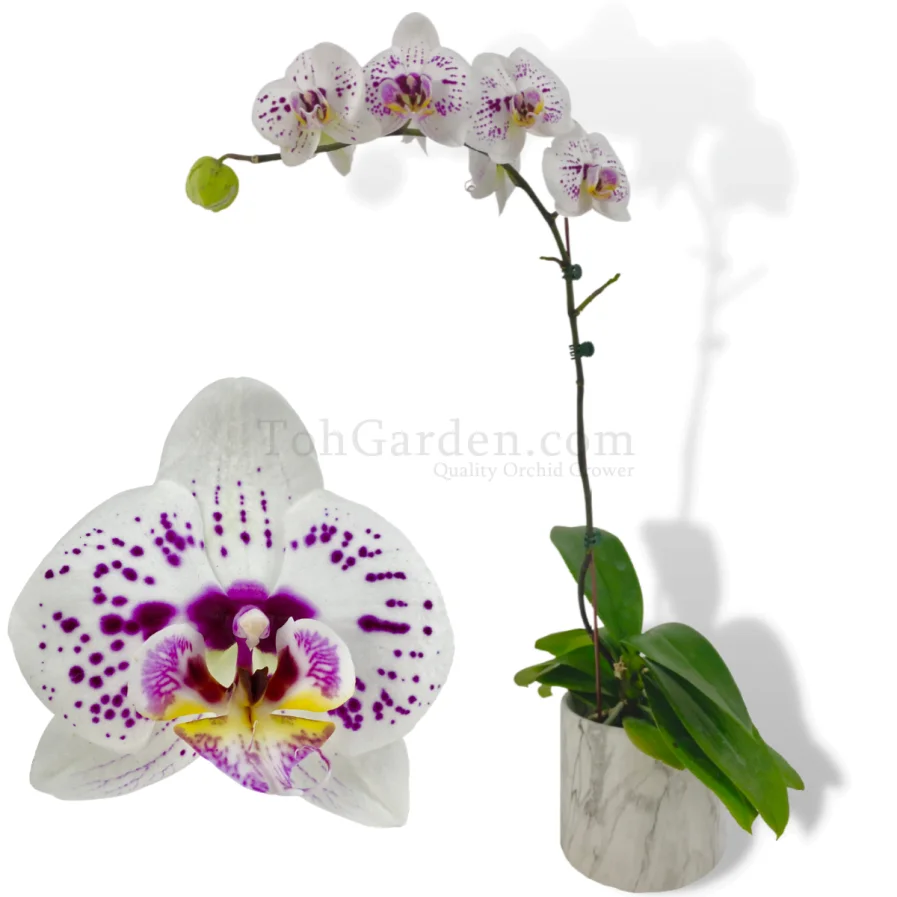 White Dalmatian Phalaenopsis