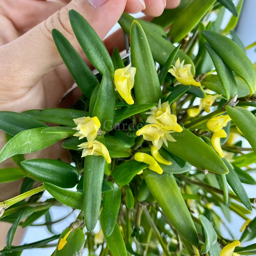 Yellow Dendrobium pachyphyllum (Fagrance)