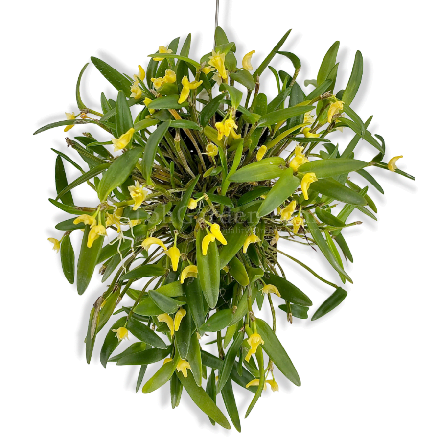 Yellow Dendrobium pachyphyllum (Fragrance)