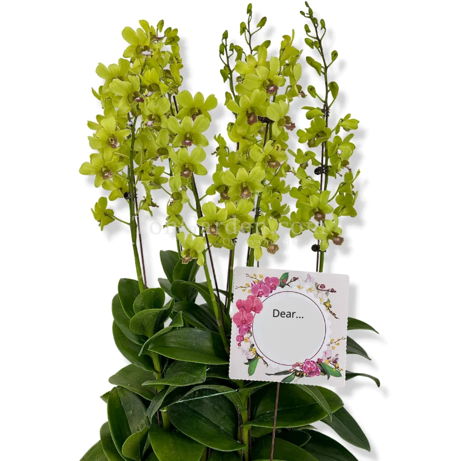 (5 in 1) Dendrobium Burana Jade (1997) Arrangement