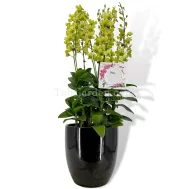 Dendrobium Burana Jade (1996) Arrangement 5 in 1