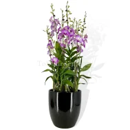 Dendrobium Toh Glory Arrangement 5 in 1