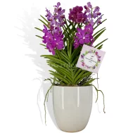 (5 in 1) Purple Aranda & Papilionanda Mix in White Ceramic Pot