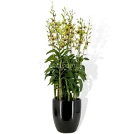 Dendrobium Singapore Changi Airport Arrangement 5 in 1