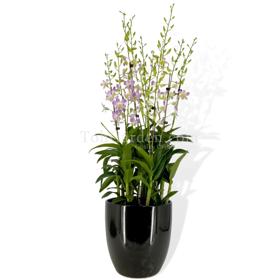 Dendrobium Lucian Pink Arrangement 5 in1