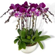 Bicolour Oriental Purple Arrangement 10 in 1