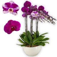 Bicolour Oriental Red Arrangement (10 in 1)