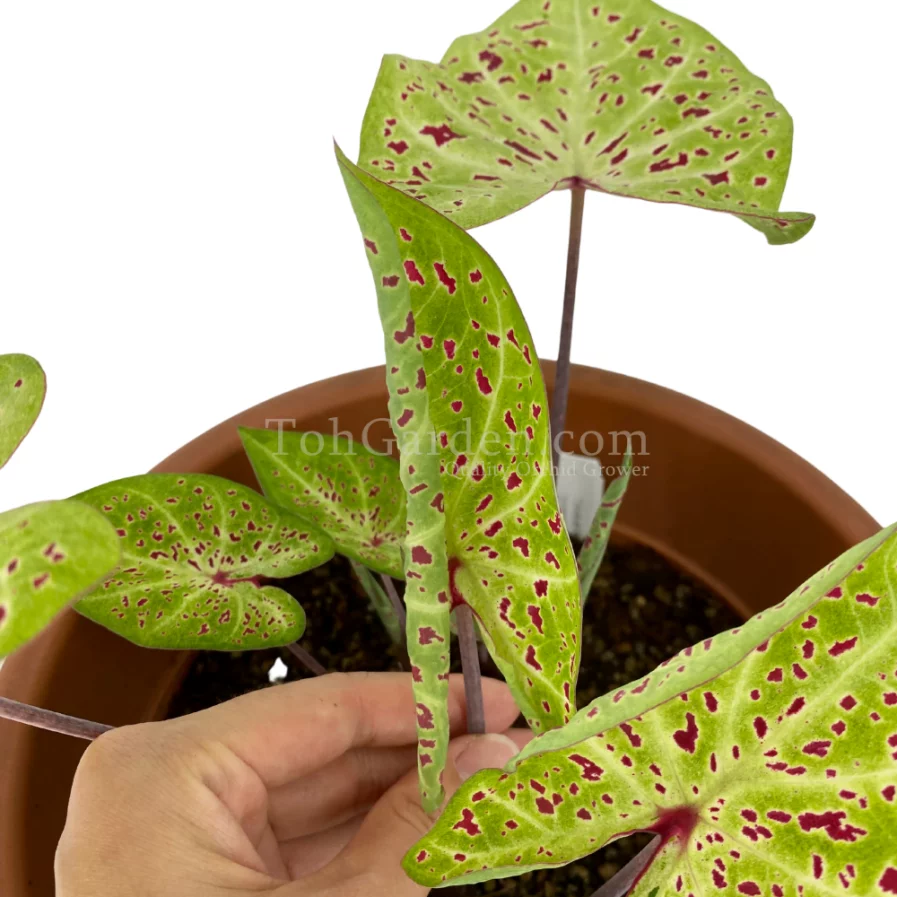 Caladium Muffet