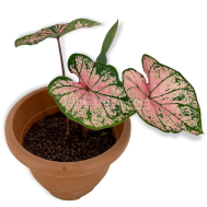 Caladium Pink Splash