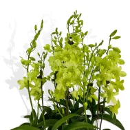 5 in 1 Dendrobium Aridang Green Arrangement