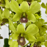 Dendrobium Burana Jade (1996) (5 in 1) Arrangement