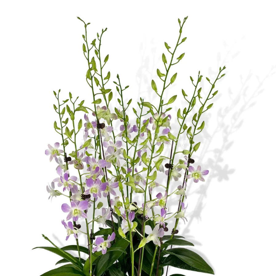 5 in1 Dendrobium Lucian Pink Arrangement