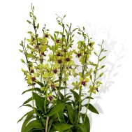 5 in 1Dendrobium Singapore Changi Airport Arrangement