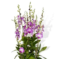 5 in 1 Dendrobium Toh Glory Arrangement