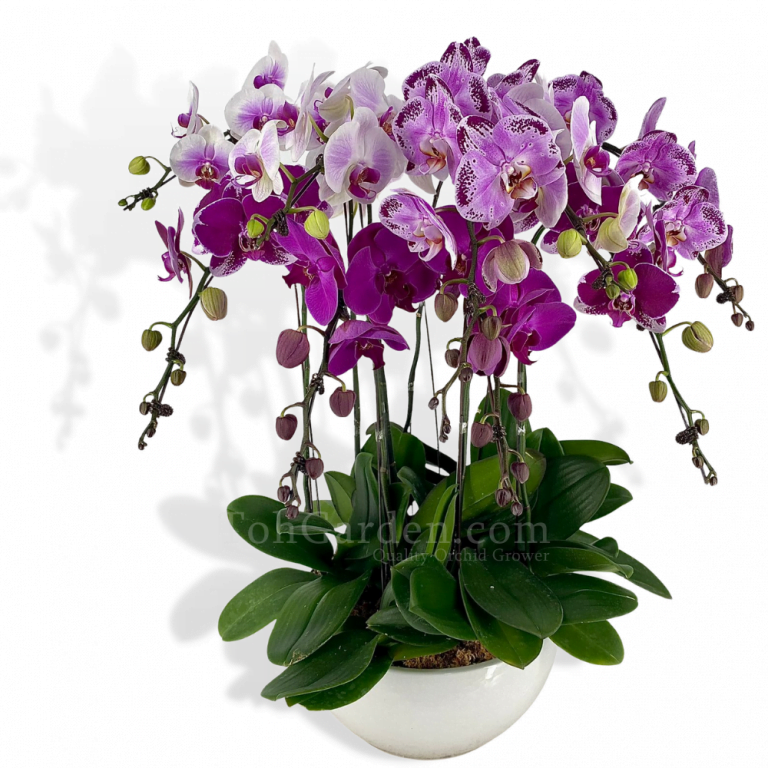 Christmas Gifts 2022 - Toh Garden: Singapore Orchid Plant & Flower Grower