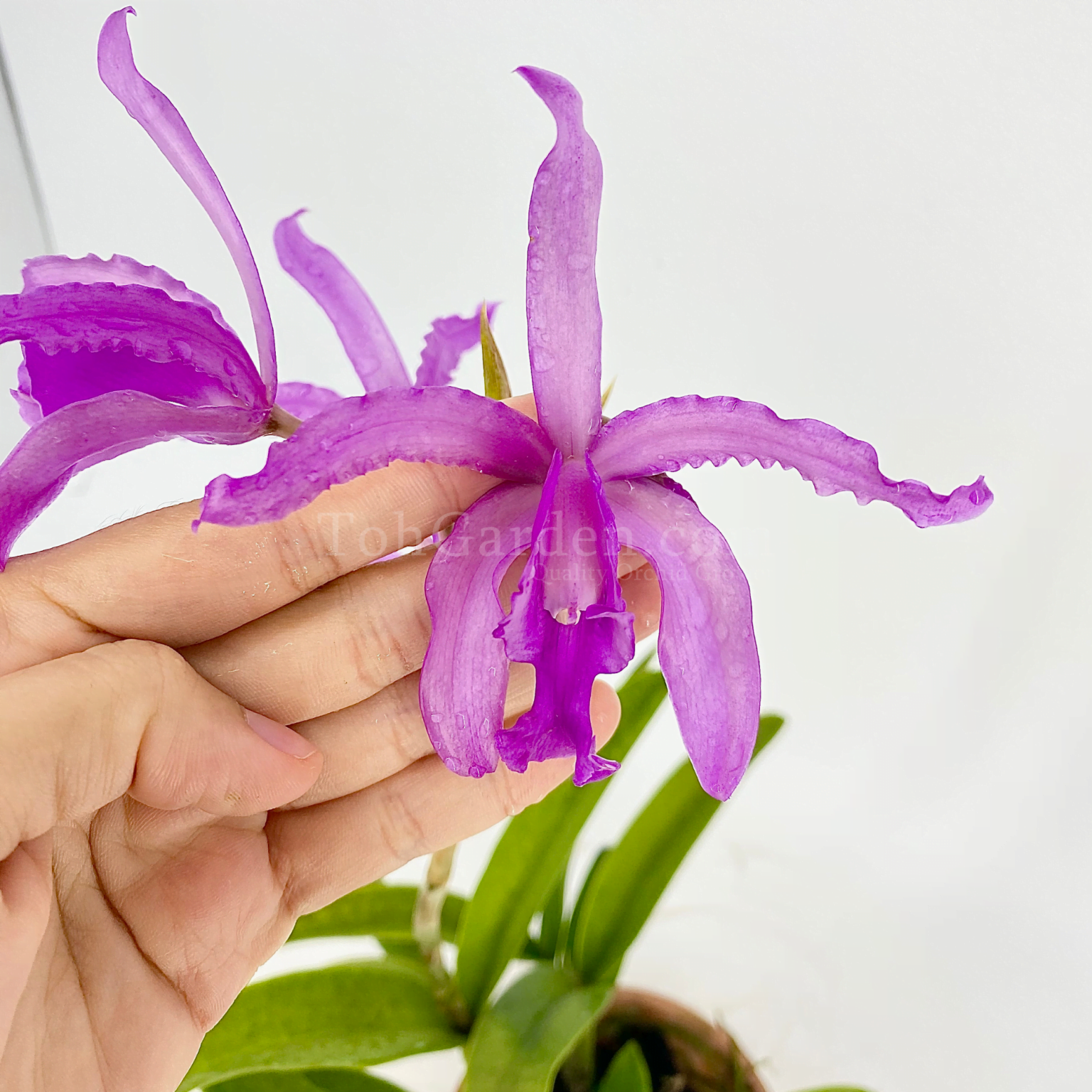 Schomburgkia Archives Toh Garden