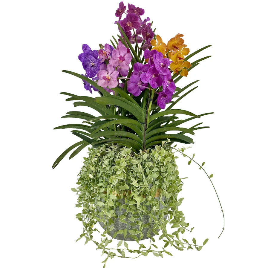 Vanda & Papilionanda Mix with Dischidia in Modern Ceramic 5 in 1