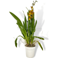 Oncidium Honey (4 stalks)