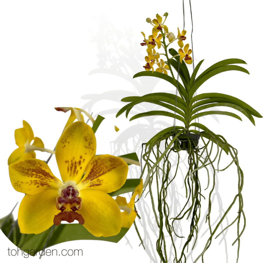 Vandachostylis Ploenpit Prize