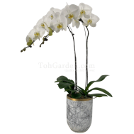 (2 in 1) Phalaenopsis Sogo Yukidien in Ceramic Modern Marble Pot