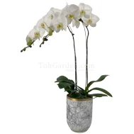 Phalaenopsis Sogo Yukidien in Ceramic Modern Marble Pot 2 in 1