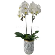 (2 in 1) Phalaenopsis Sogo Yukidien in Ceramic Modern Marble Pot