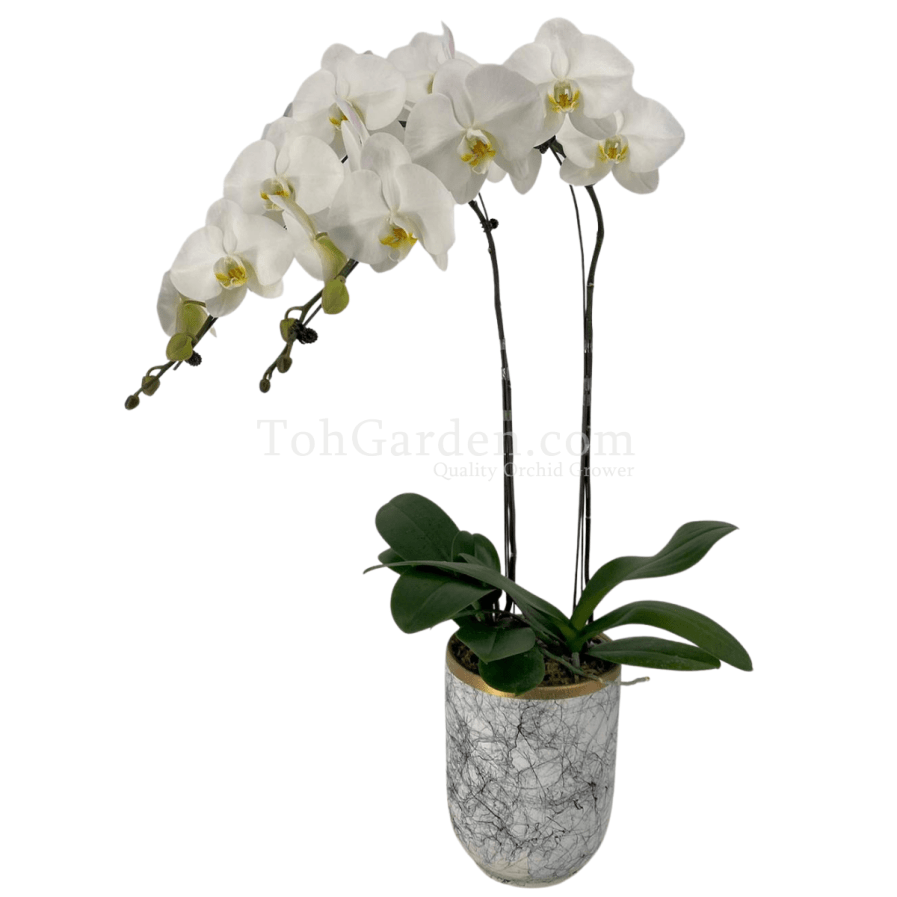 (2 in 1) Phalaenopsis Sogo Yukidien in Ceramic Modern Marble Pot