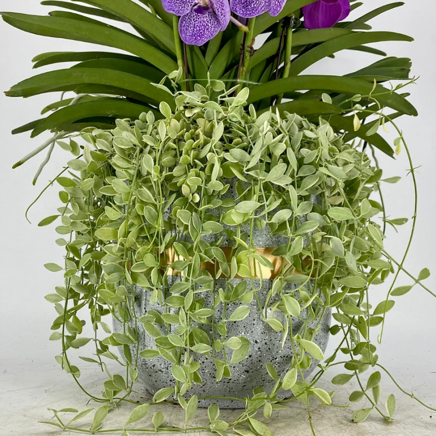 Vanda Papilionanda Mix (5 in 1) with Dischidia in Modern Ceramic