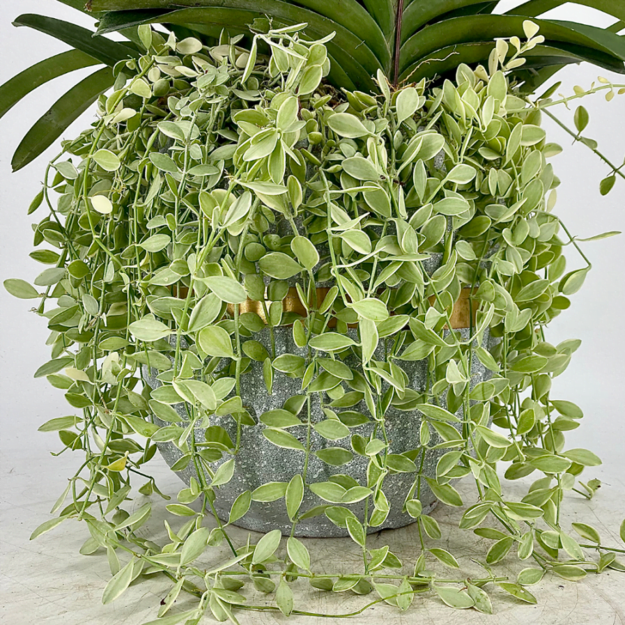 Vanda Papilionanda Mix (5 in 1) with Dischidia in Modern Ceramic