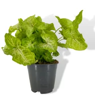 Syngonium Golden Feel "Green"