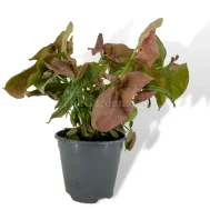 Syngonium Neon Robusta