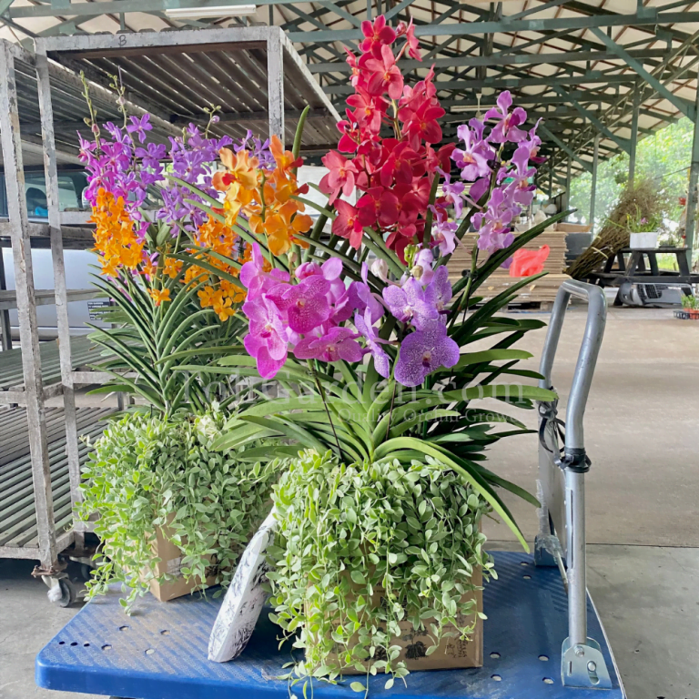 Chinese New Year 2023 - Toh Garden: Singapore Orchid Plant &amp; Flower Grower