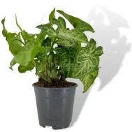 Syngonium Arrow
