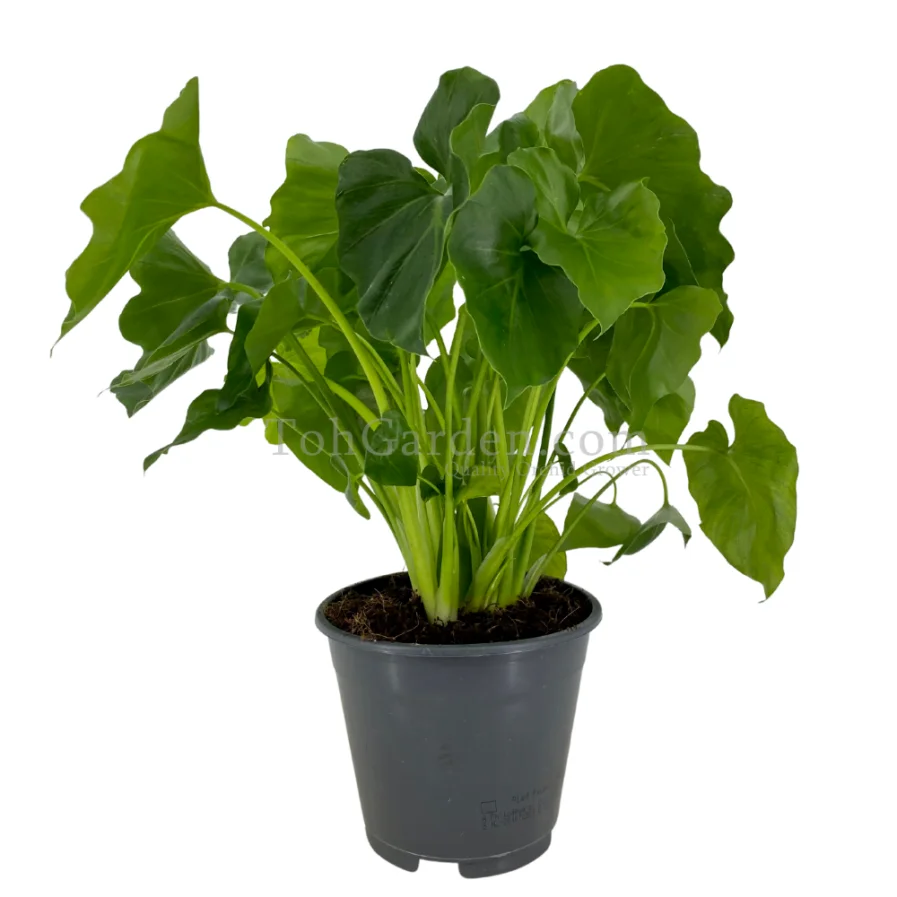 Philodendron Shangrila