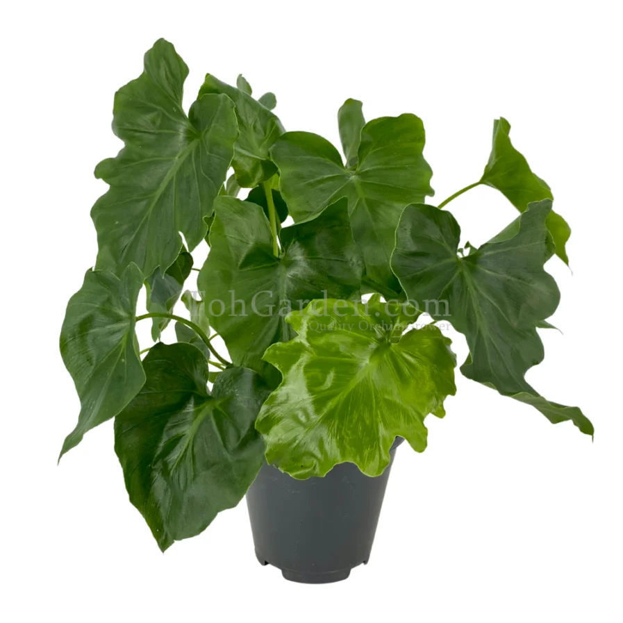 Philodendron Shangrila