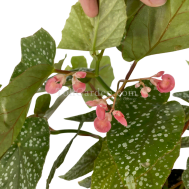 Begonia 'Snow Capped' (40cm)